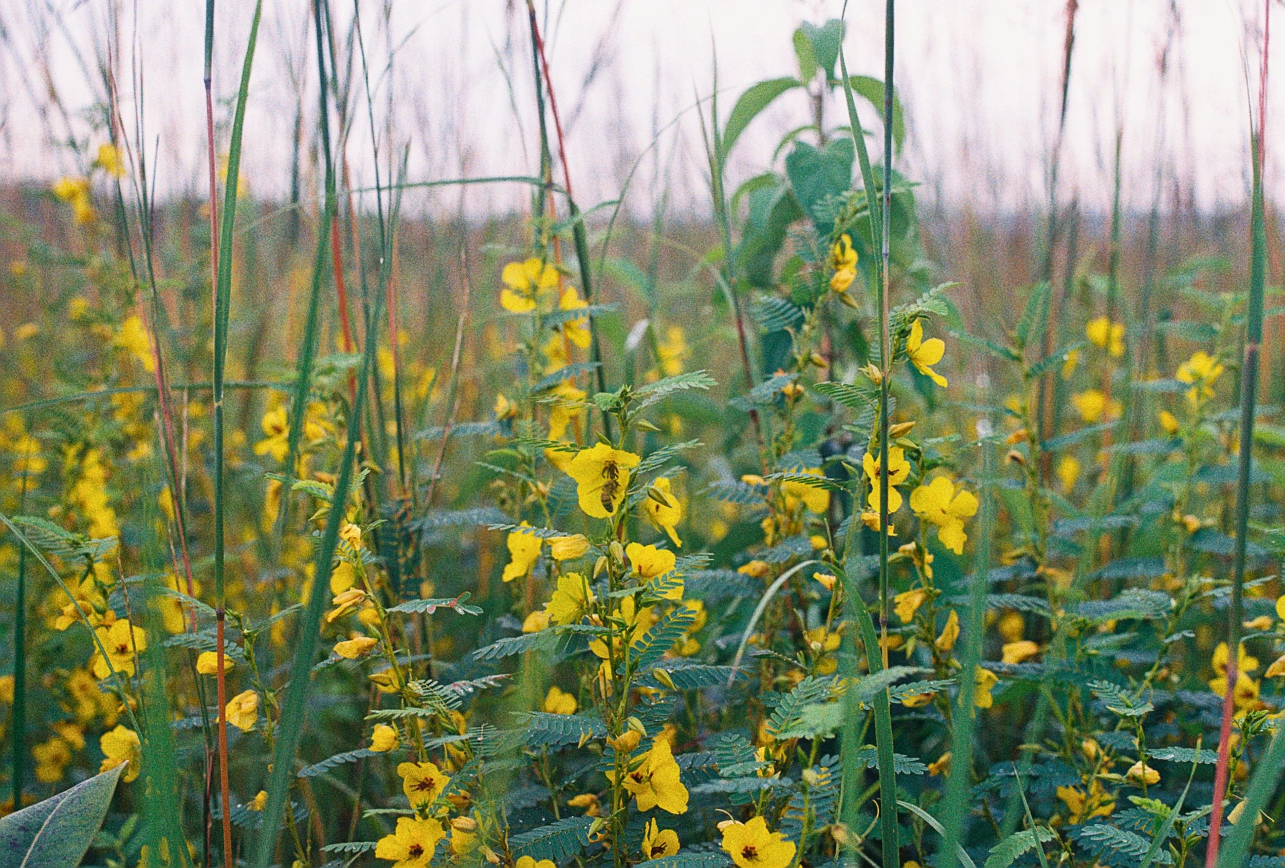 jerry partridge pea 2.jpg
