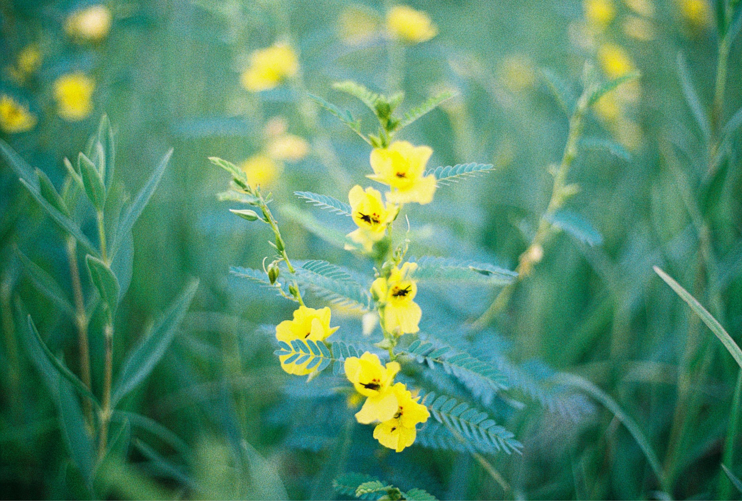 jerry partridge pea.jpg