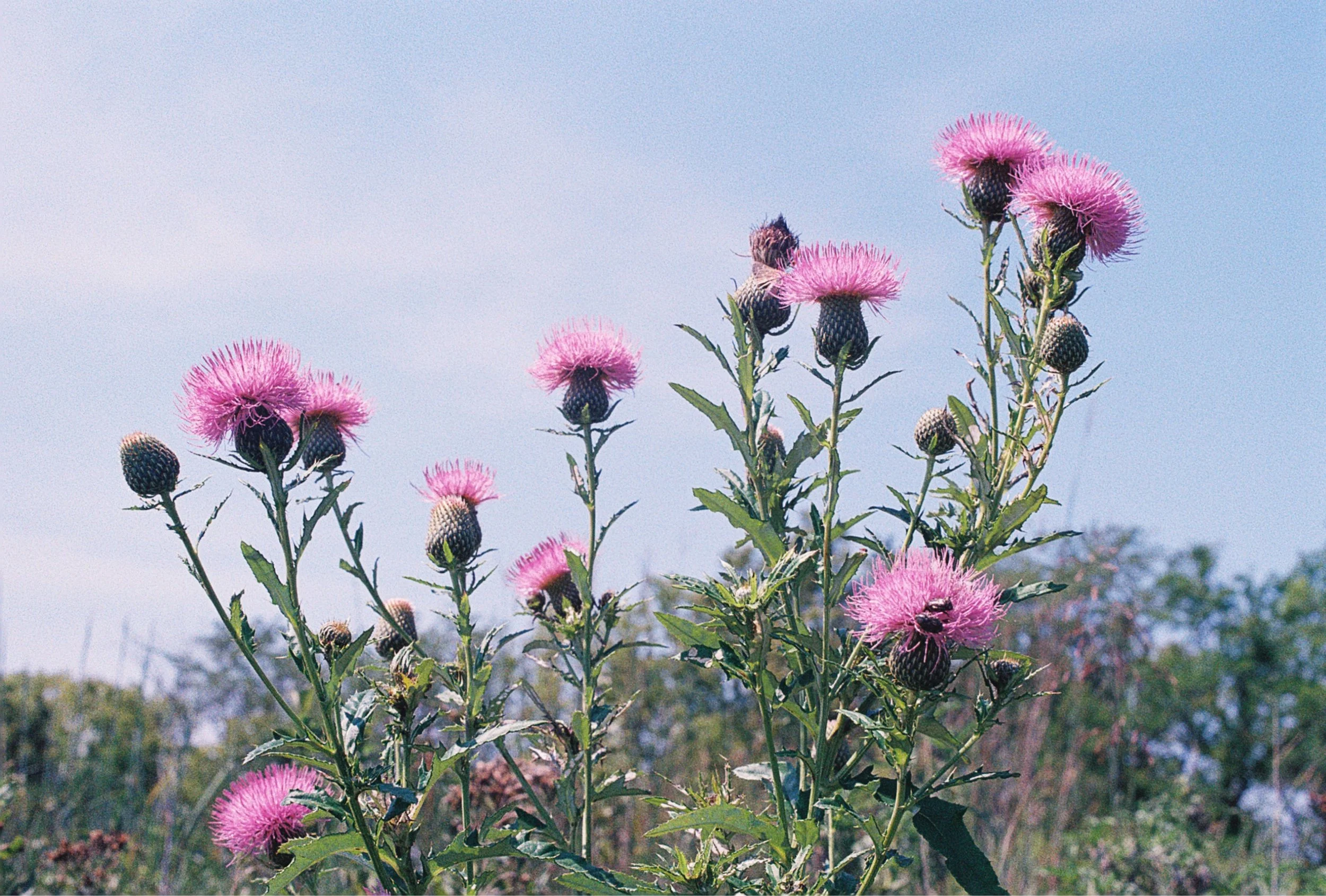jerry tall thistle.jpg