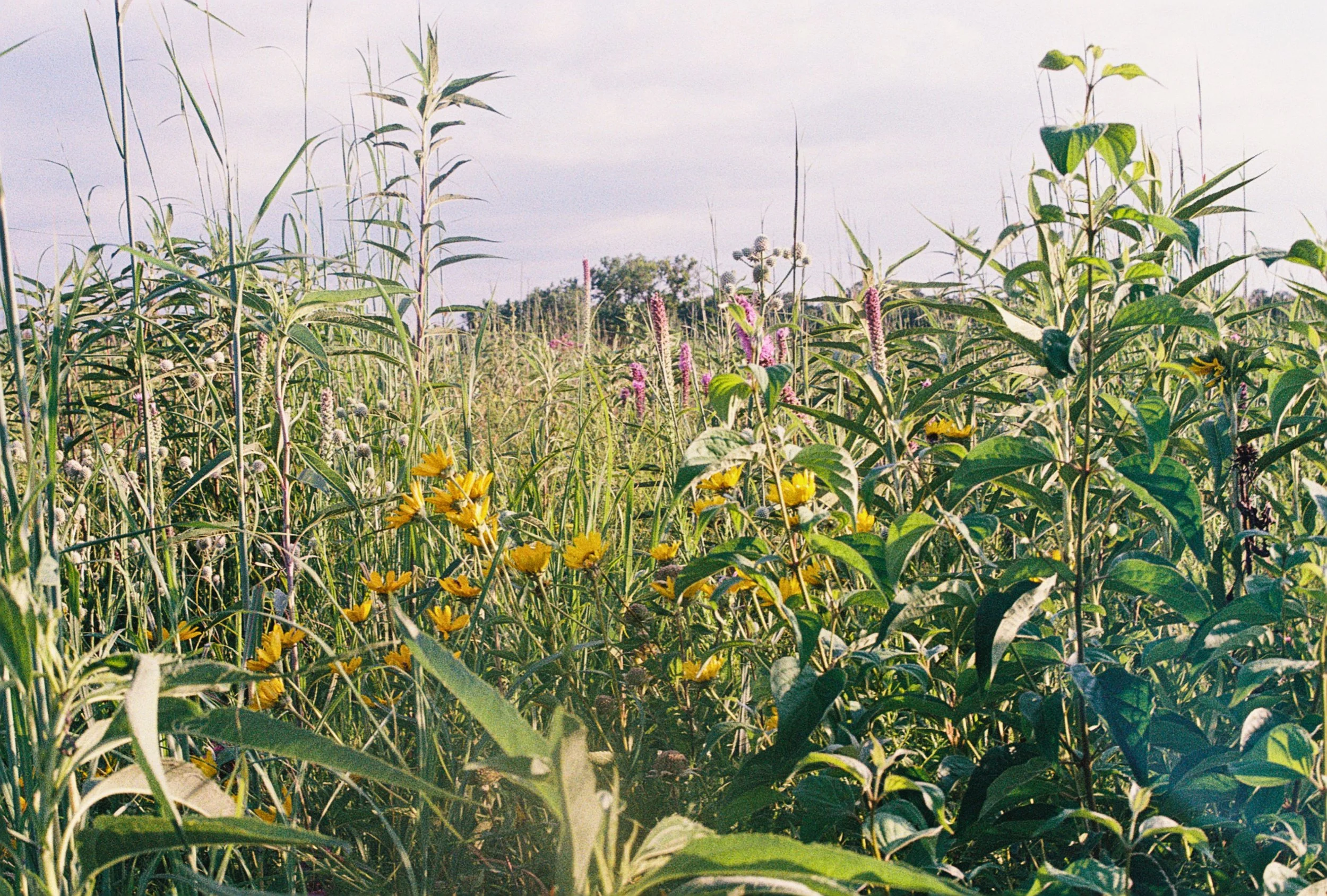 jerry wildflowers 2.jpg