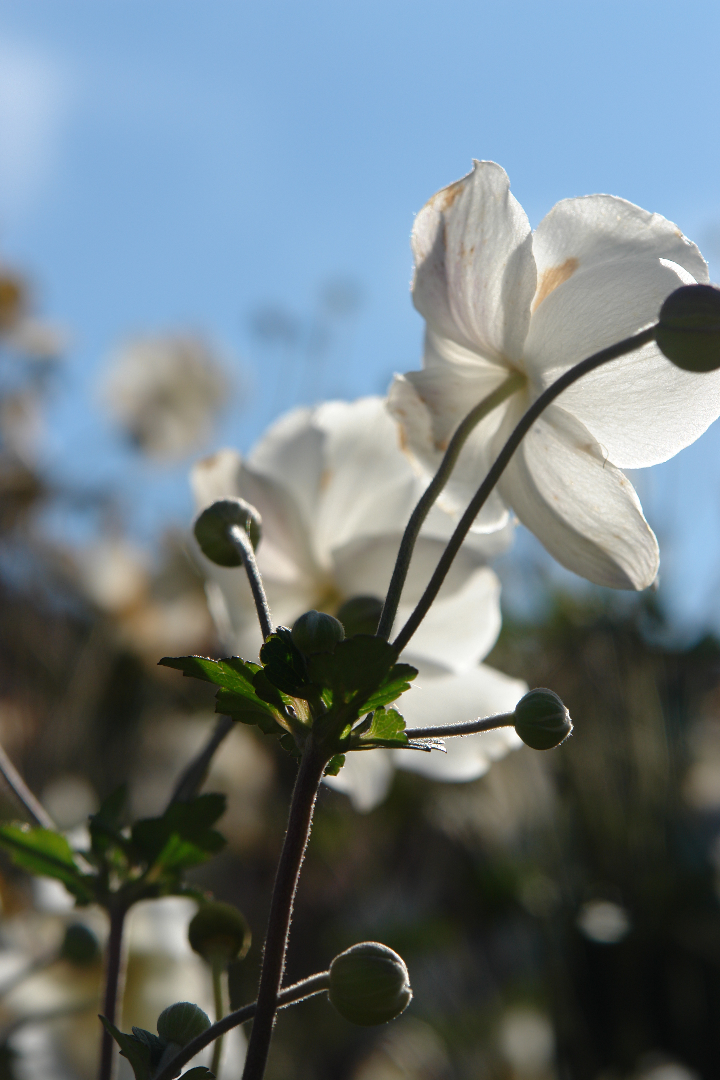 anenomes in shakespeare garden_stratford  ontario canada.JPG