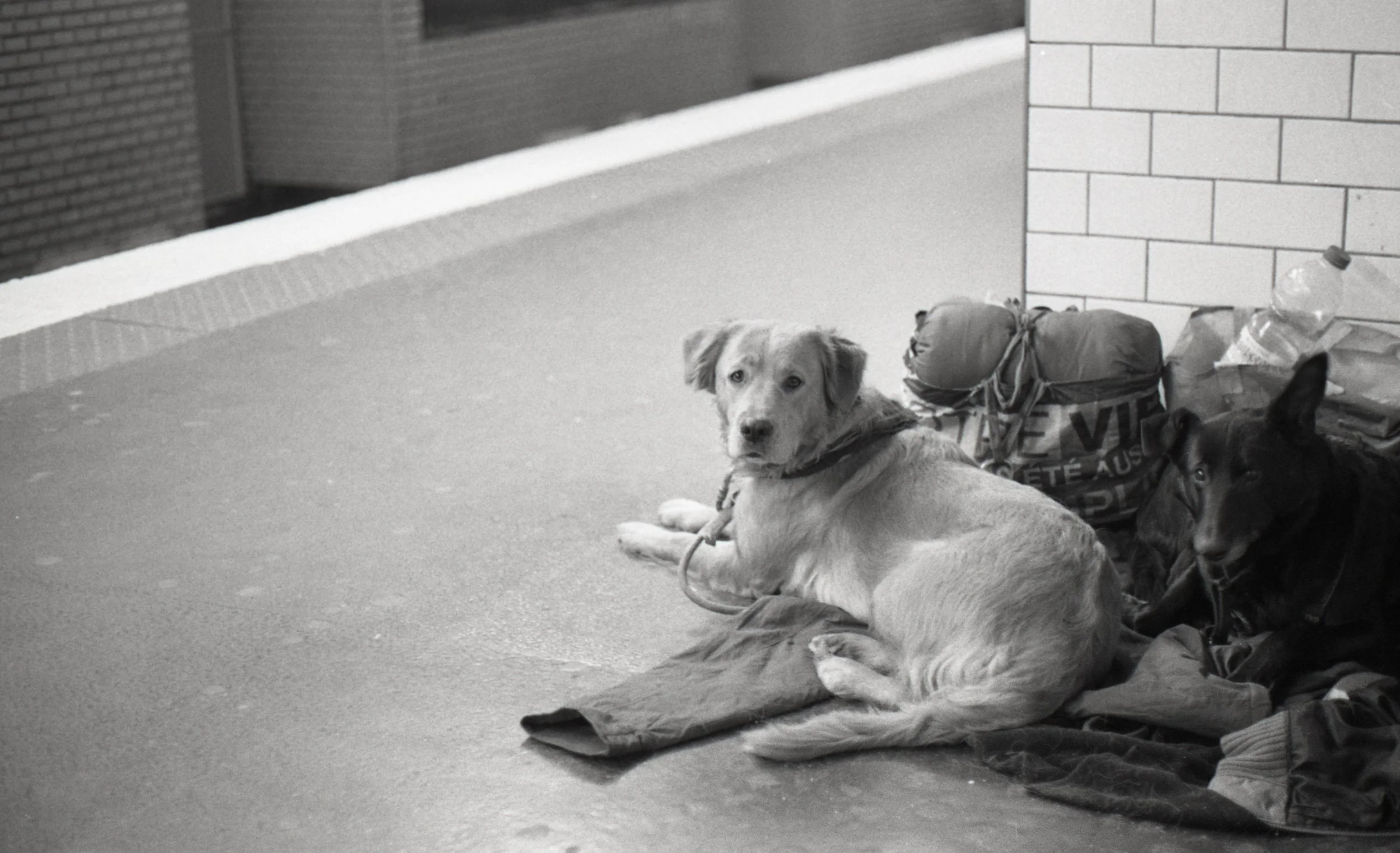 Homeless Dogs.jpg