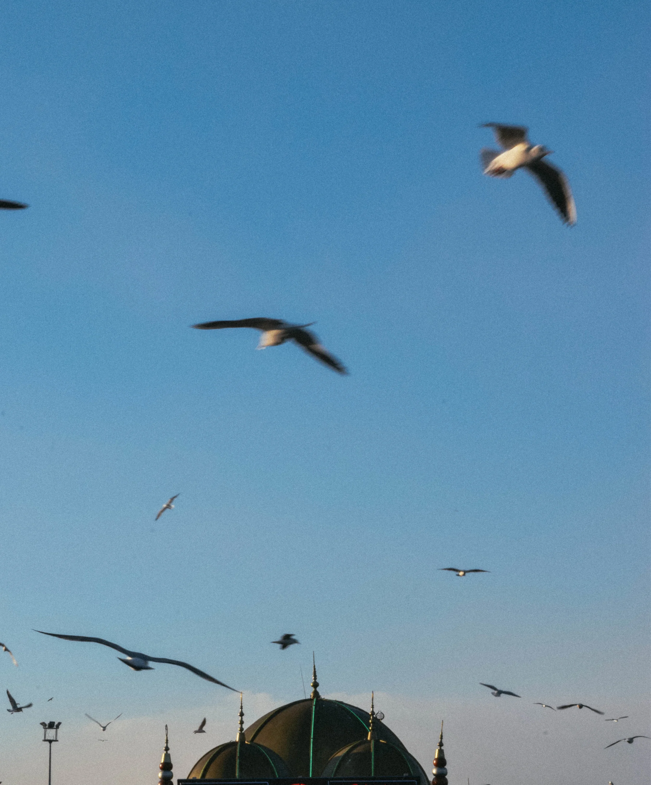 Seabirds.jpg