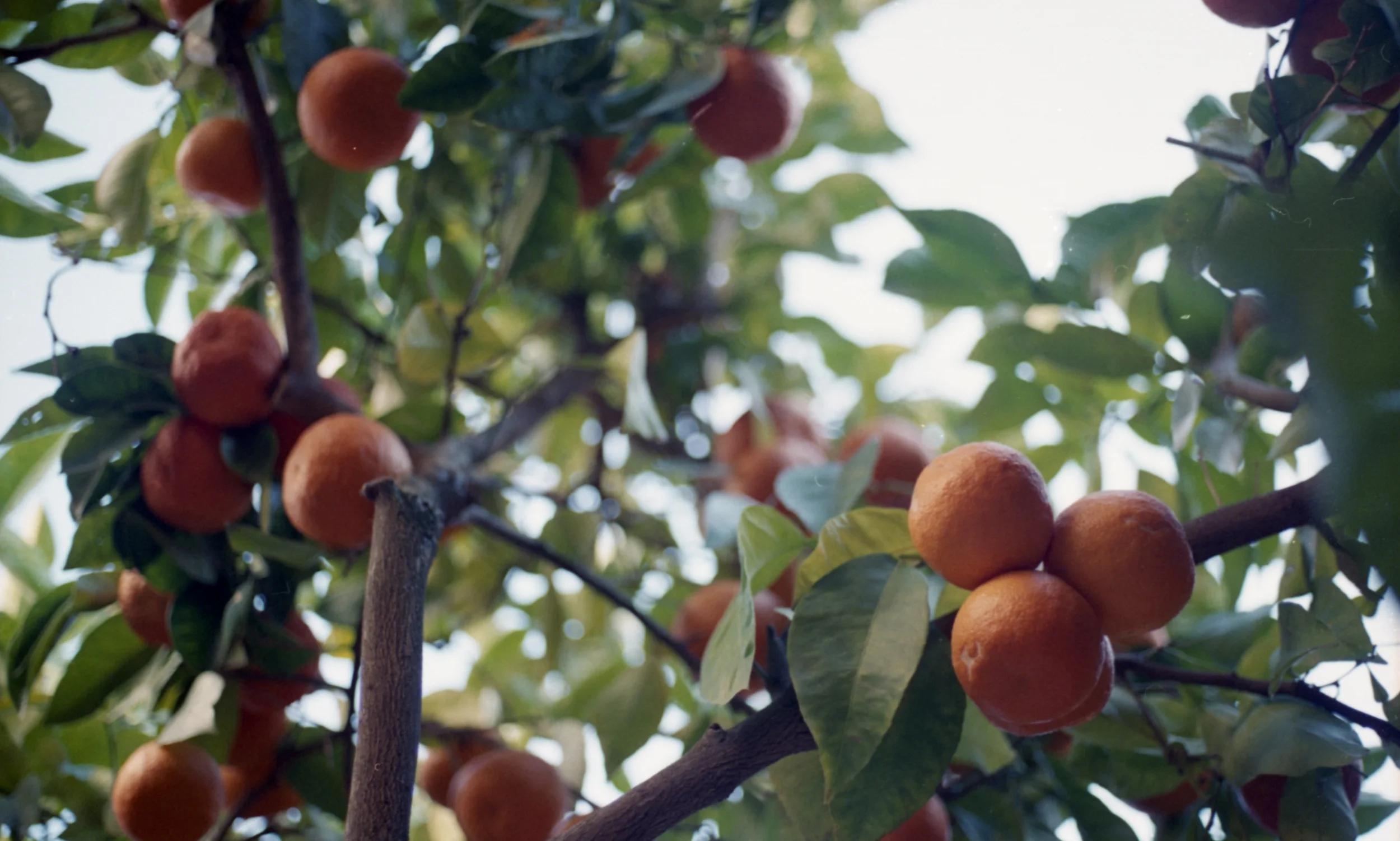 Orange Tree II.jpg