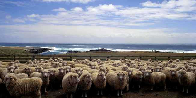 Sheep in New Zealand tend to have a view from where ever they "work"