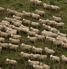 Sheep on a hill
