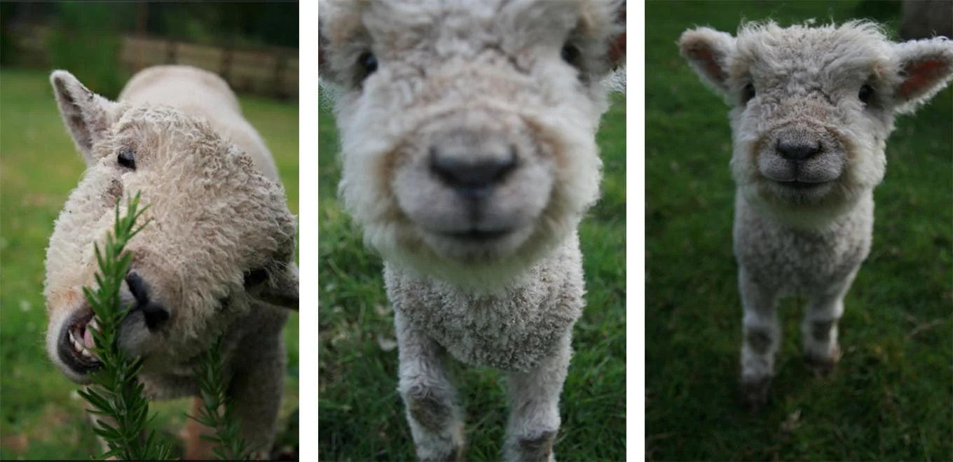 Little Sheep Growing Wool.jpg