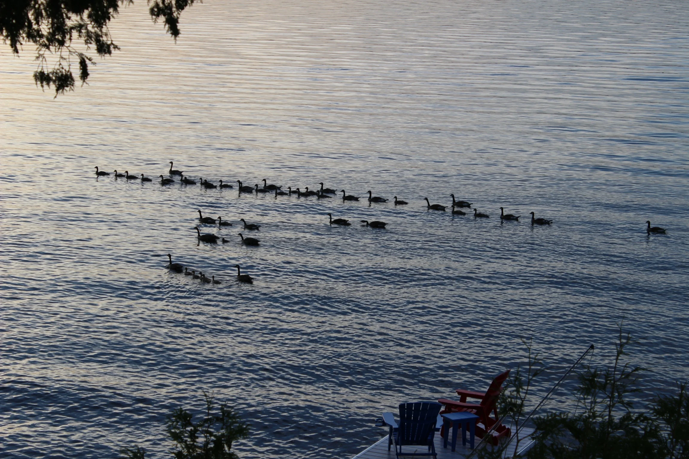 The Duck Parade!