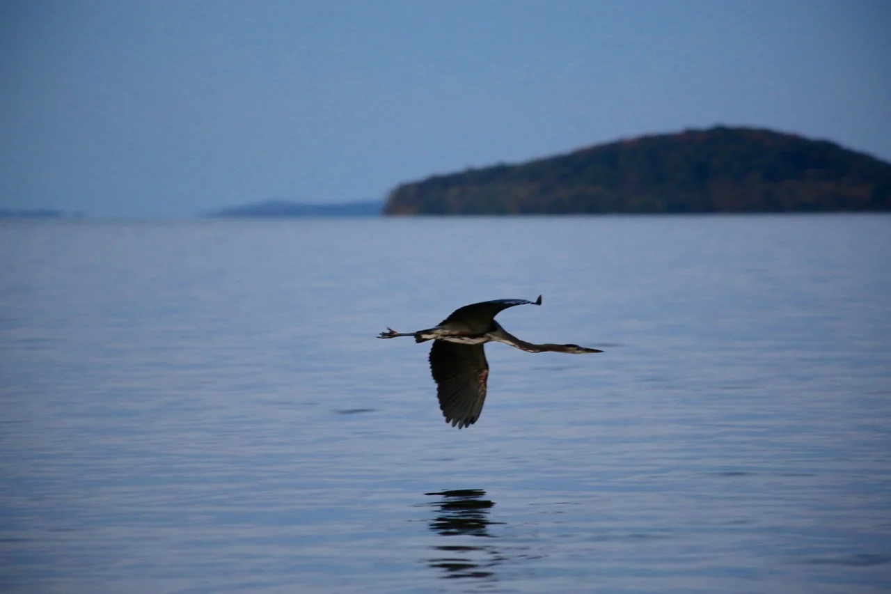 Blue Crane (taken from the dock)