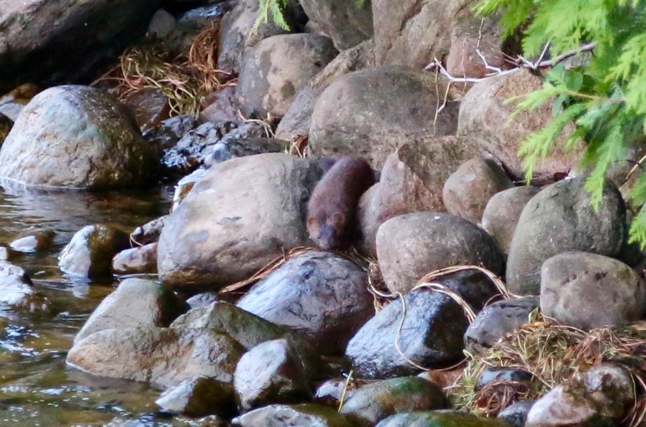 Mink