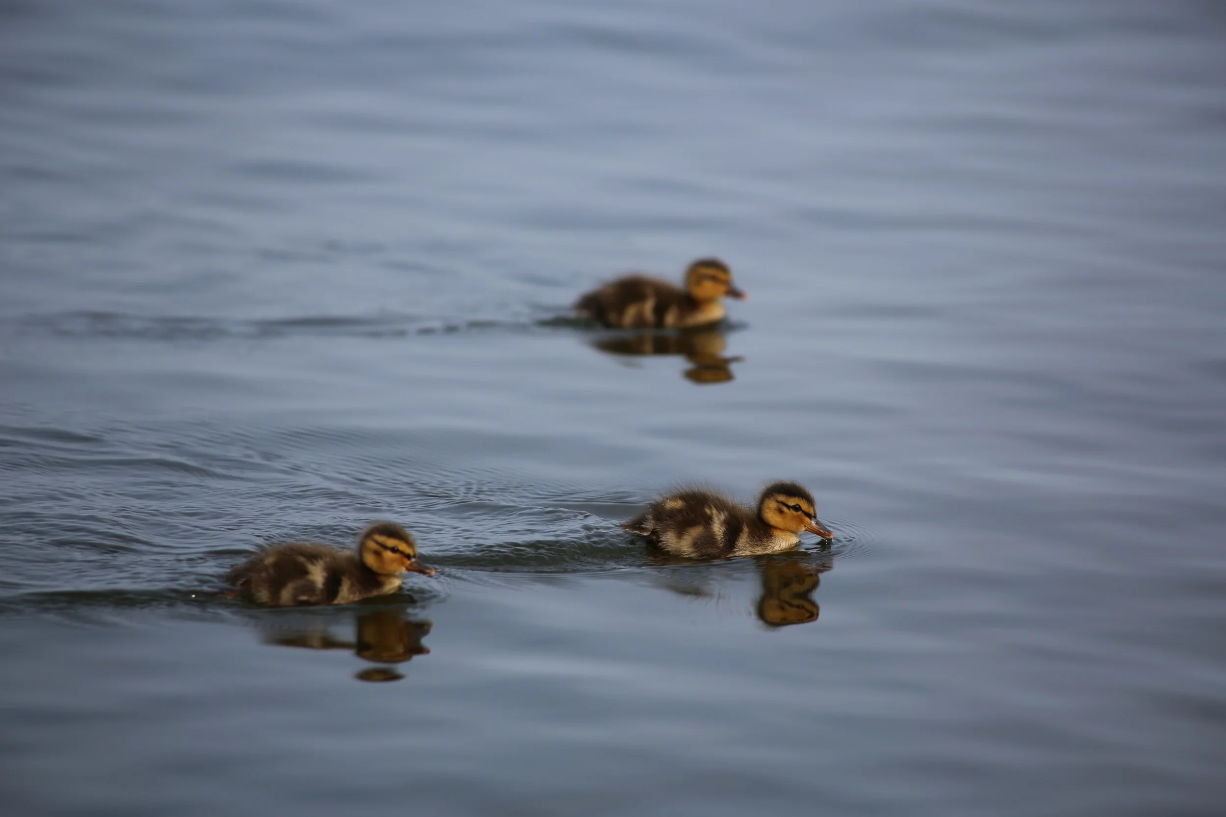 Ducklings on the lake