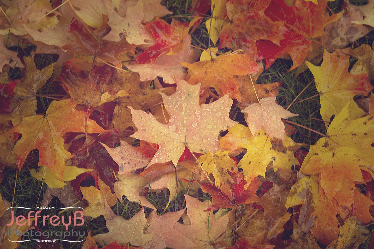_MG_4266-EditLowres
