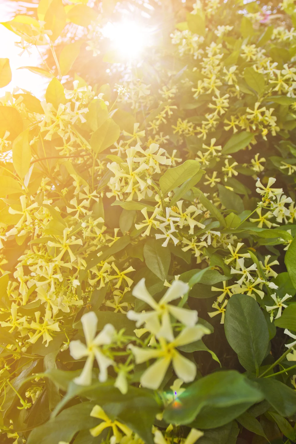 After a day and a half of the intoxicating aroma, I was finally able to ask a local what the flowery bush was that emanated the fragrance. Confederate Jasmine.