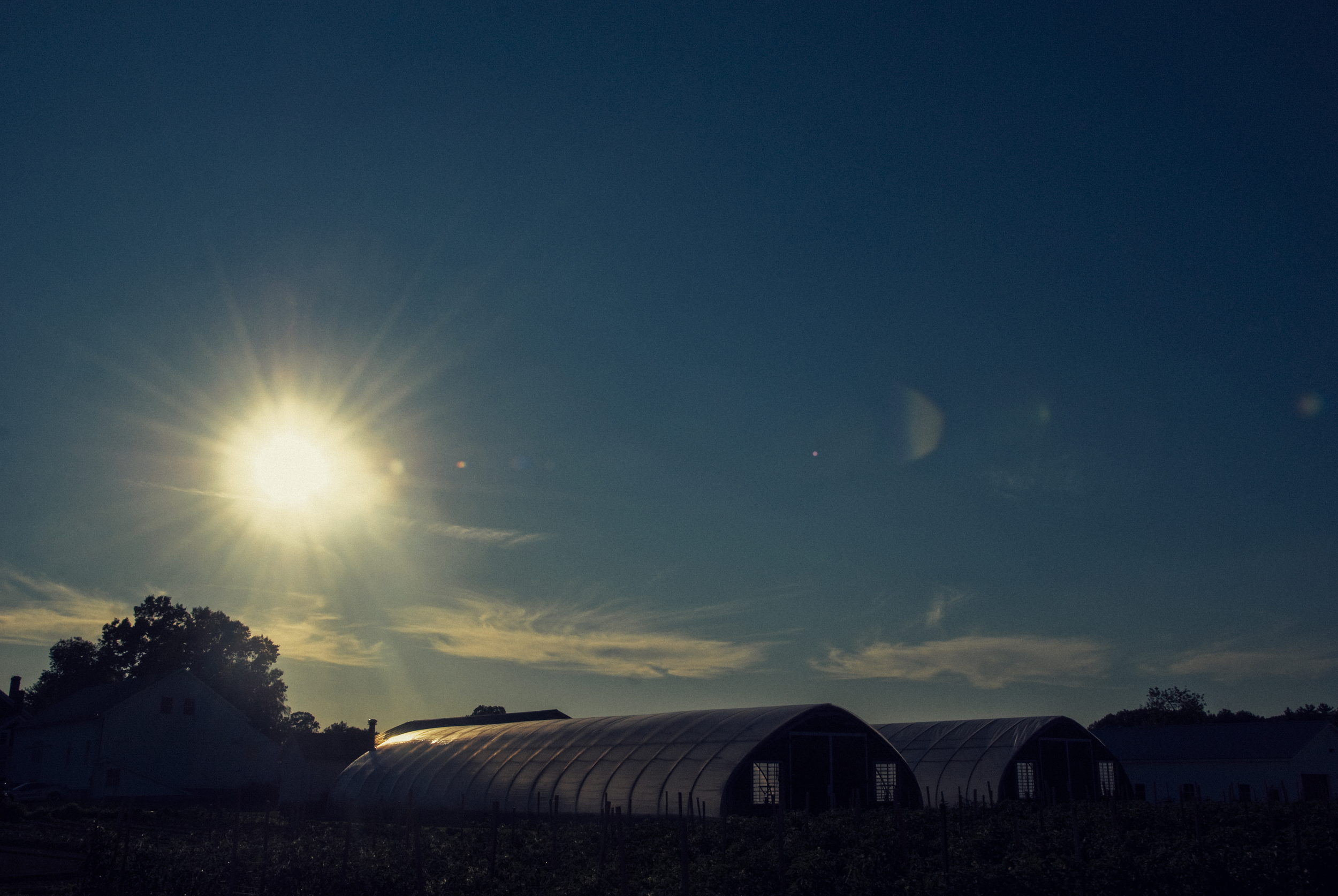 Greenhouse, Amherst Mass
