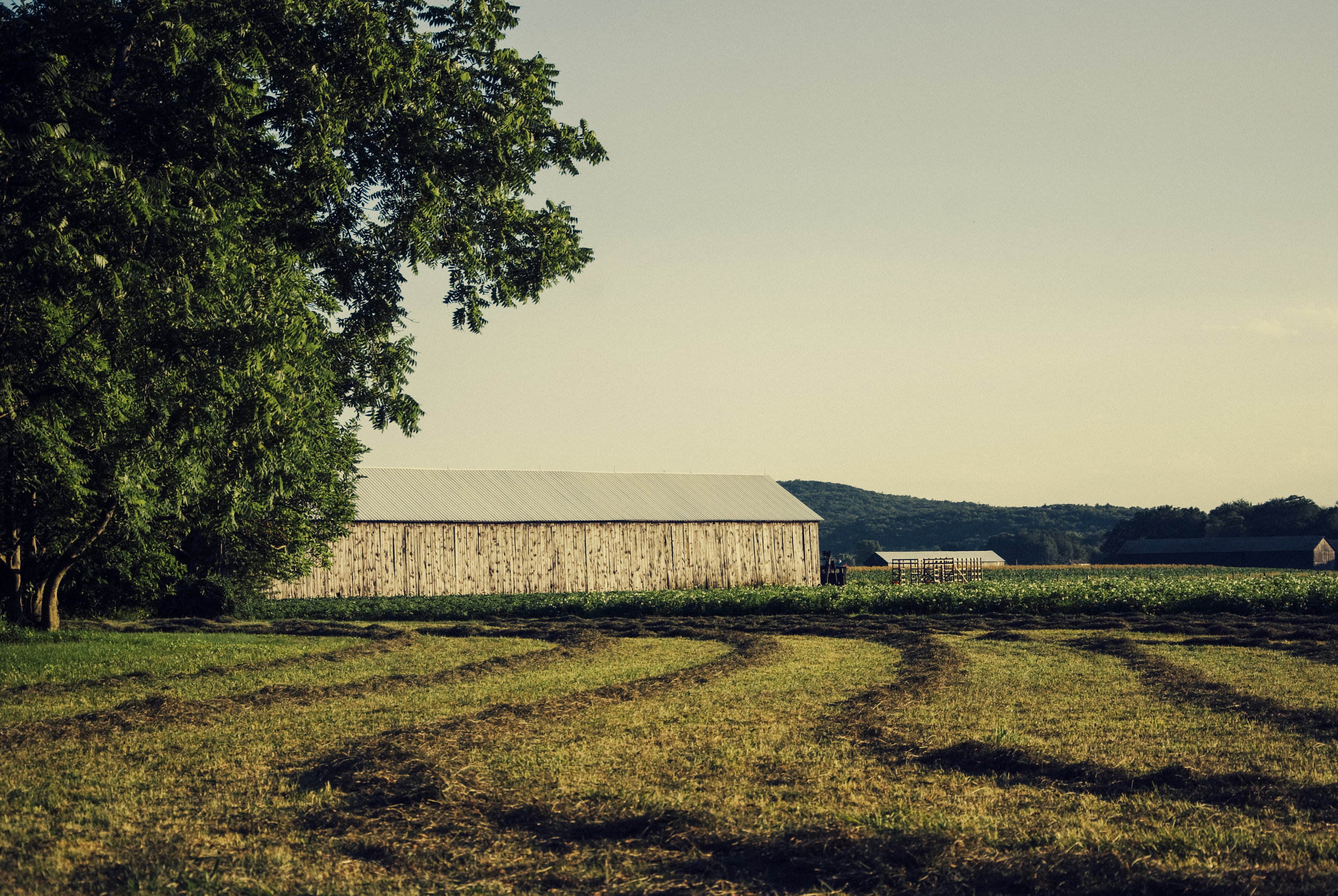 A farm off of 47, Amherst, Mass