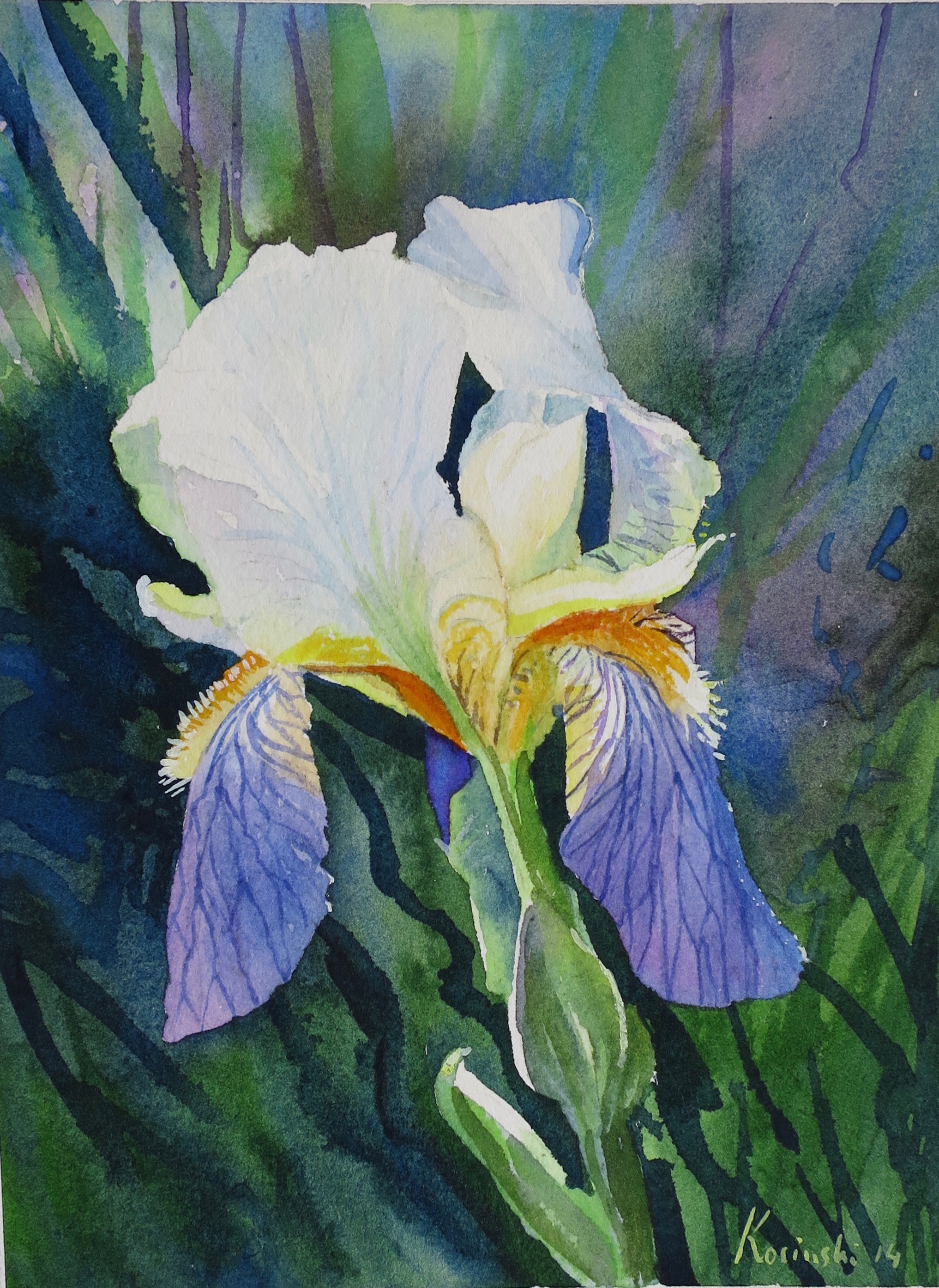 Bearded Iris