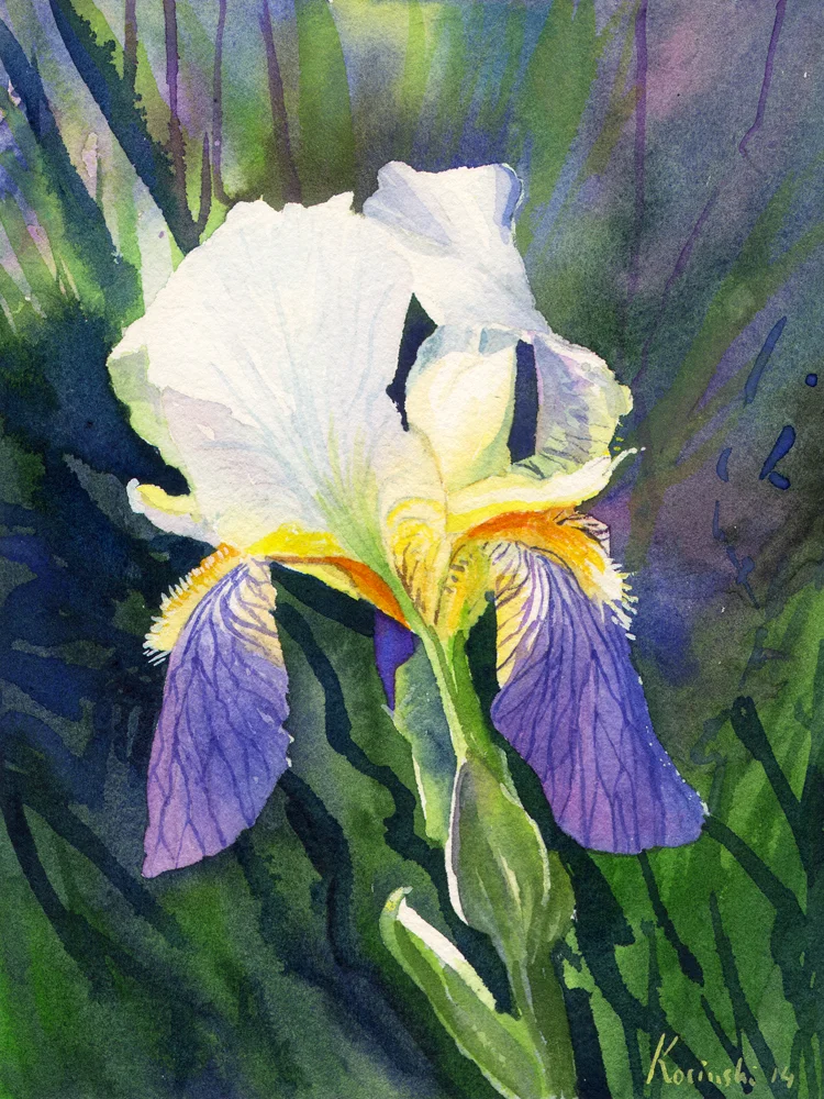 140601_bearded_iris.jpg