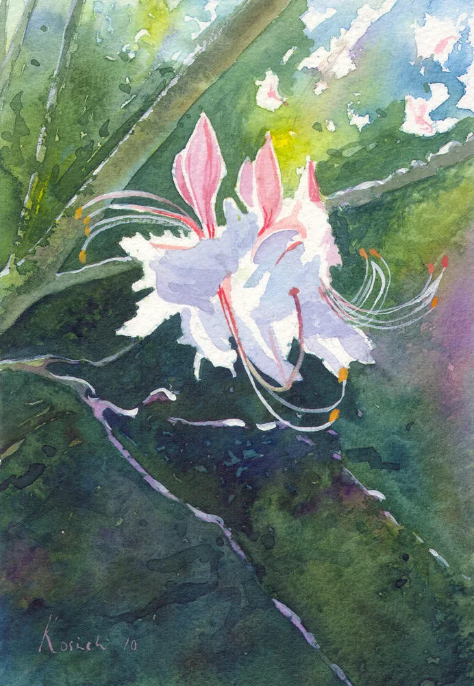 Watercolors Watercolours Original Paintings of Flowers Azalea