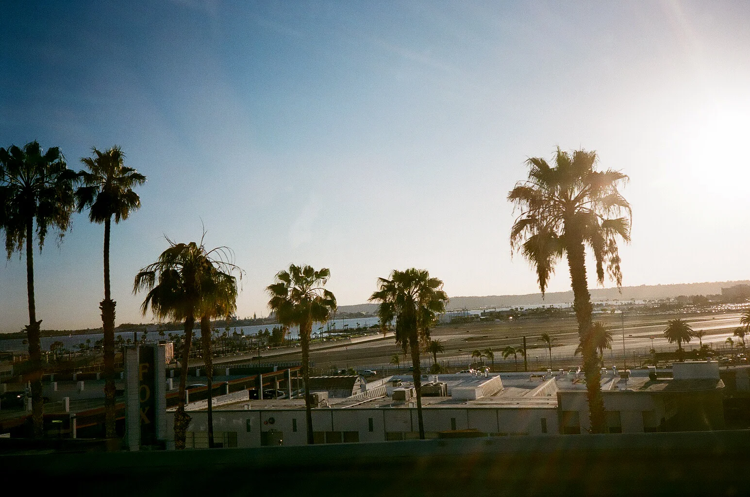 Palms.jpg