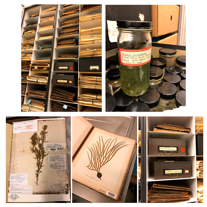 Algae specimens dating back to the early 19th century.