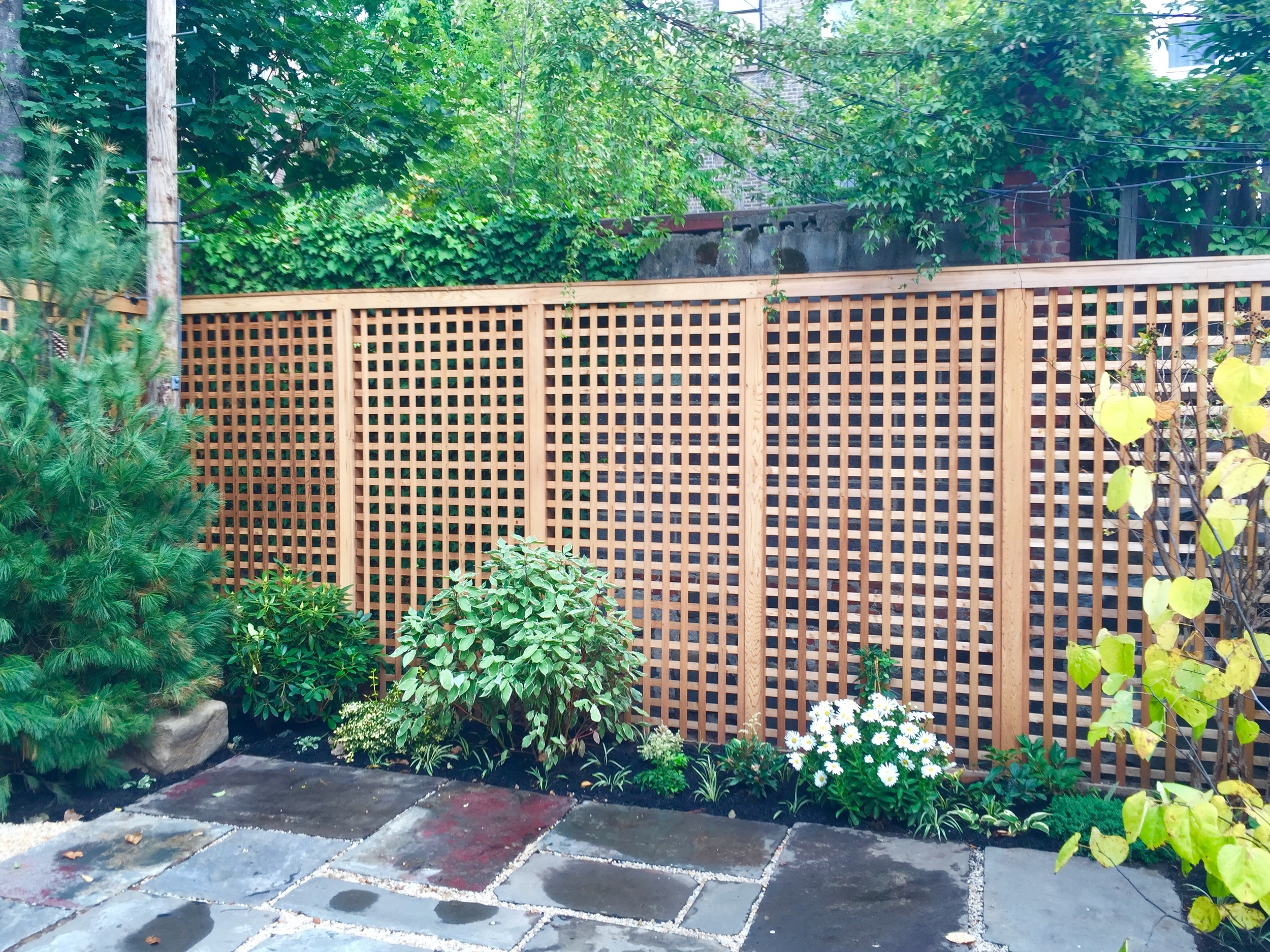 Cedar lattice fence