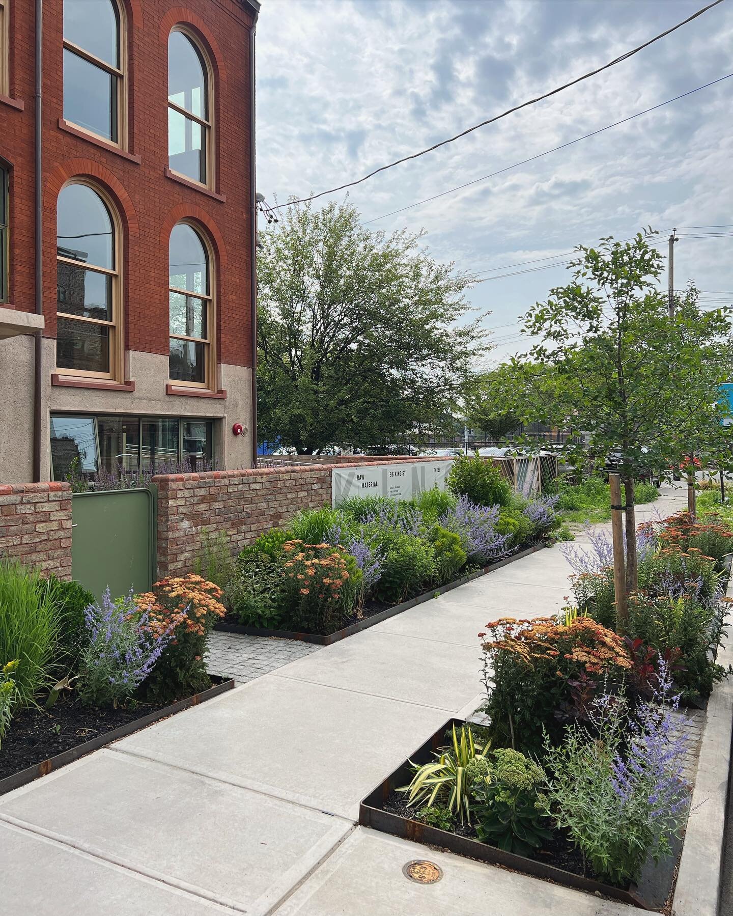 Making #Brooklyn streets beautiful, one sidewalk at a time :-)
.
@dimasterystudio designed and landscaped all outdoor areas of this gorgeous new development in our home neighborhood #RedHookBrooklyn 
.
.
.
.
.
.
.
#nativeplants 
#dimastery #dimastery