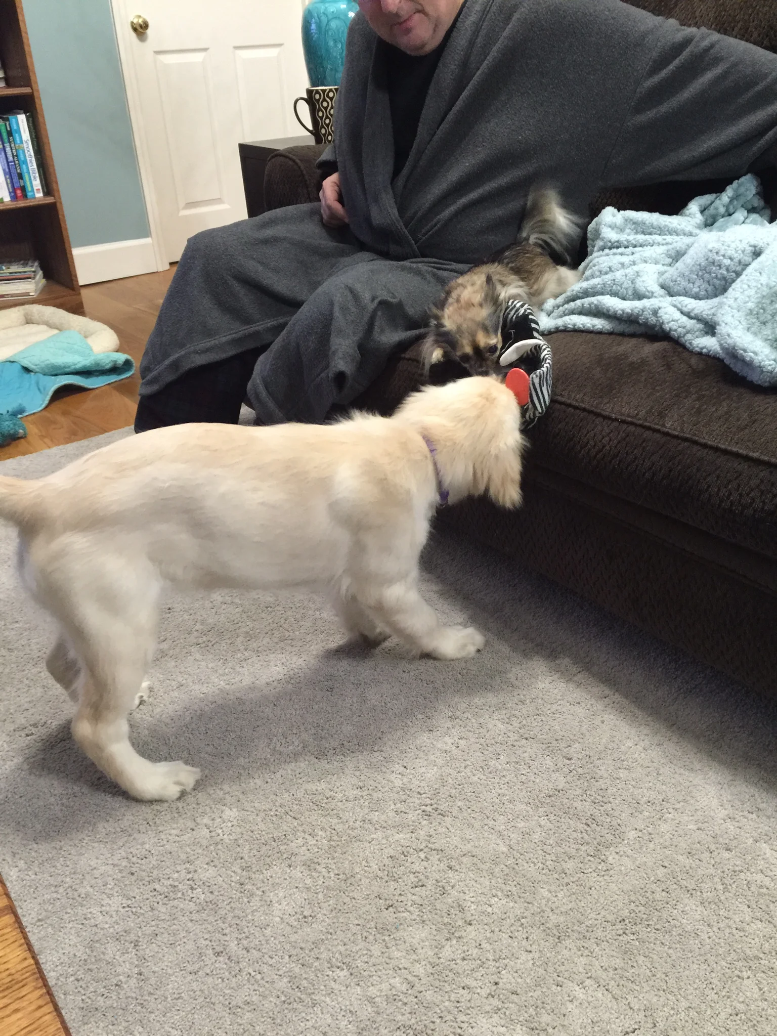 Liberty trying to get Jazman off the couch