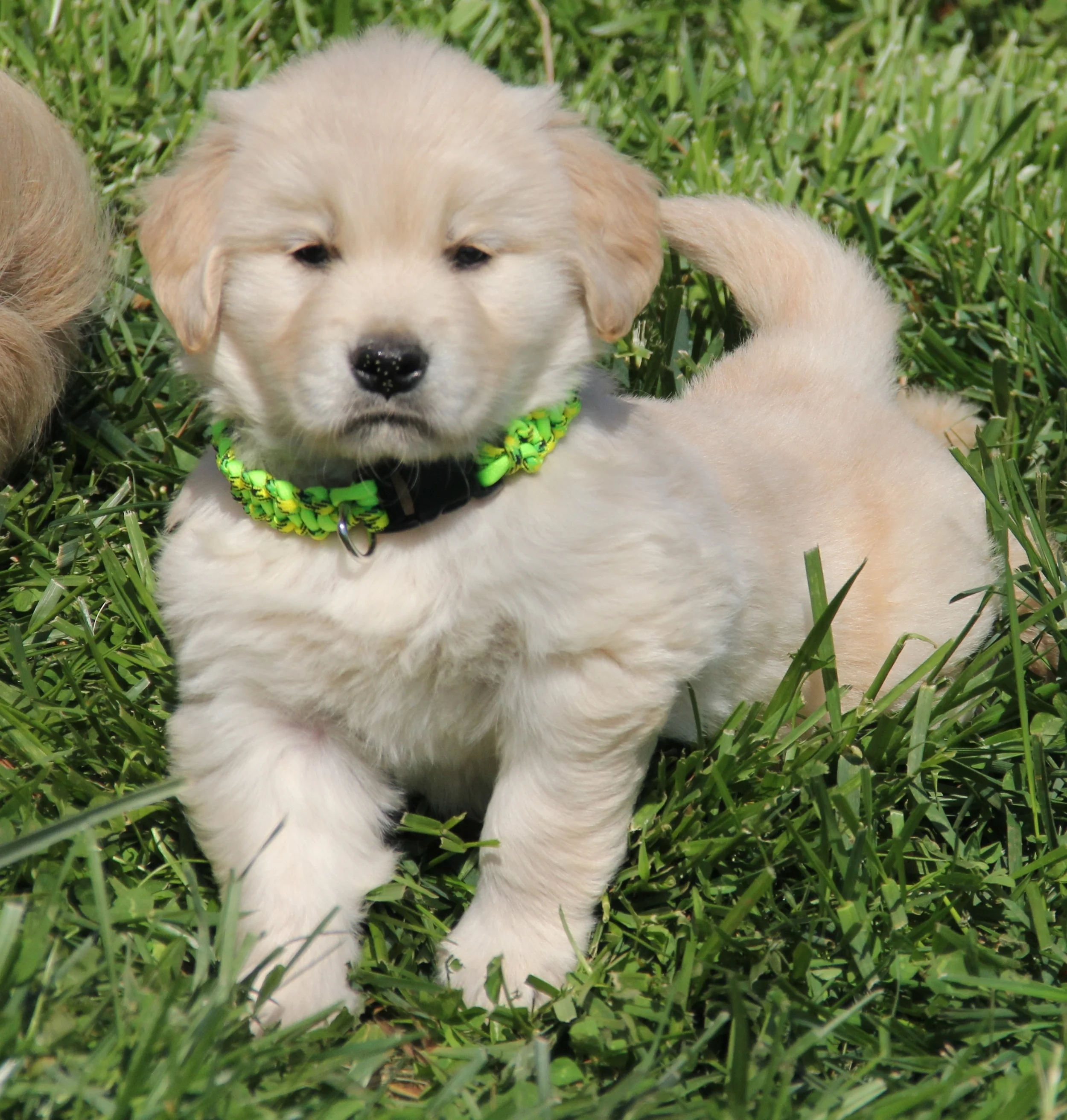 Maddux