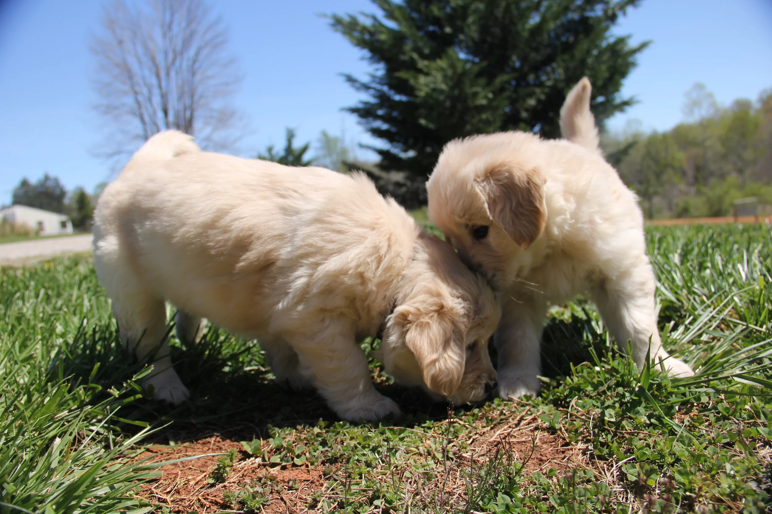 Callie and Maddux