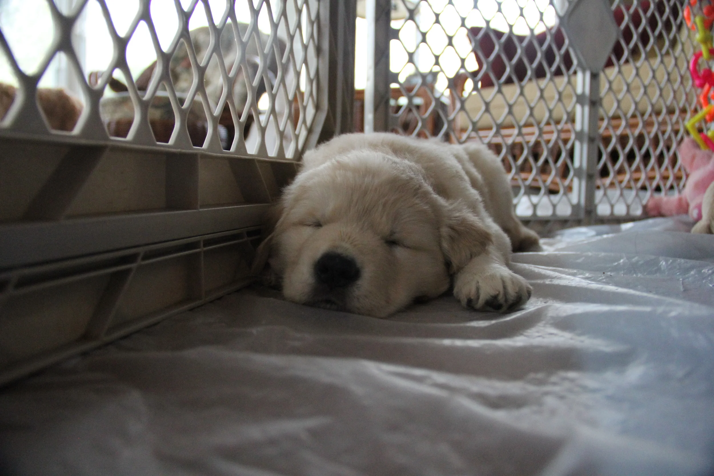 Sleepy Baby...Sweet Dreams