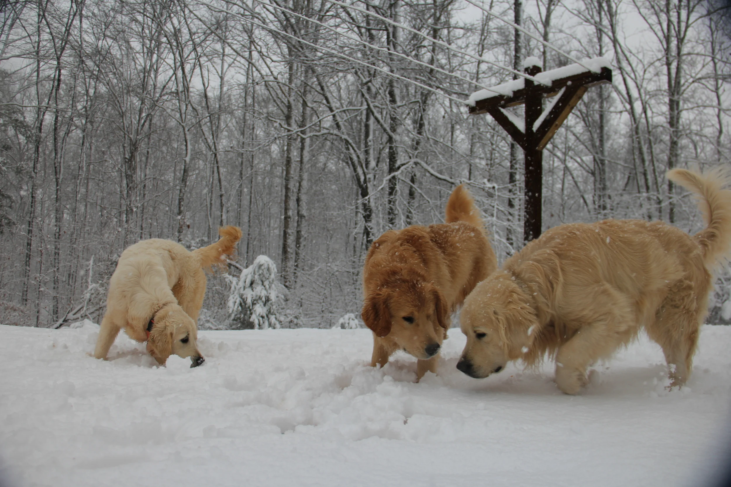 Willow, Tucker and Astor 2015