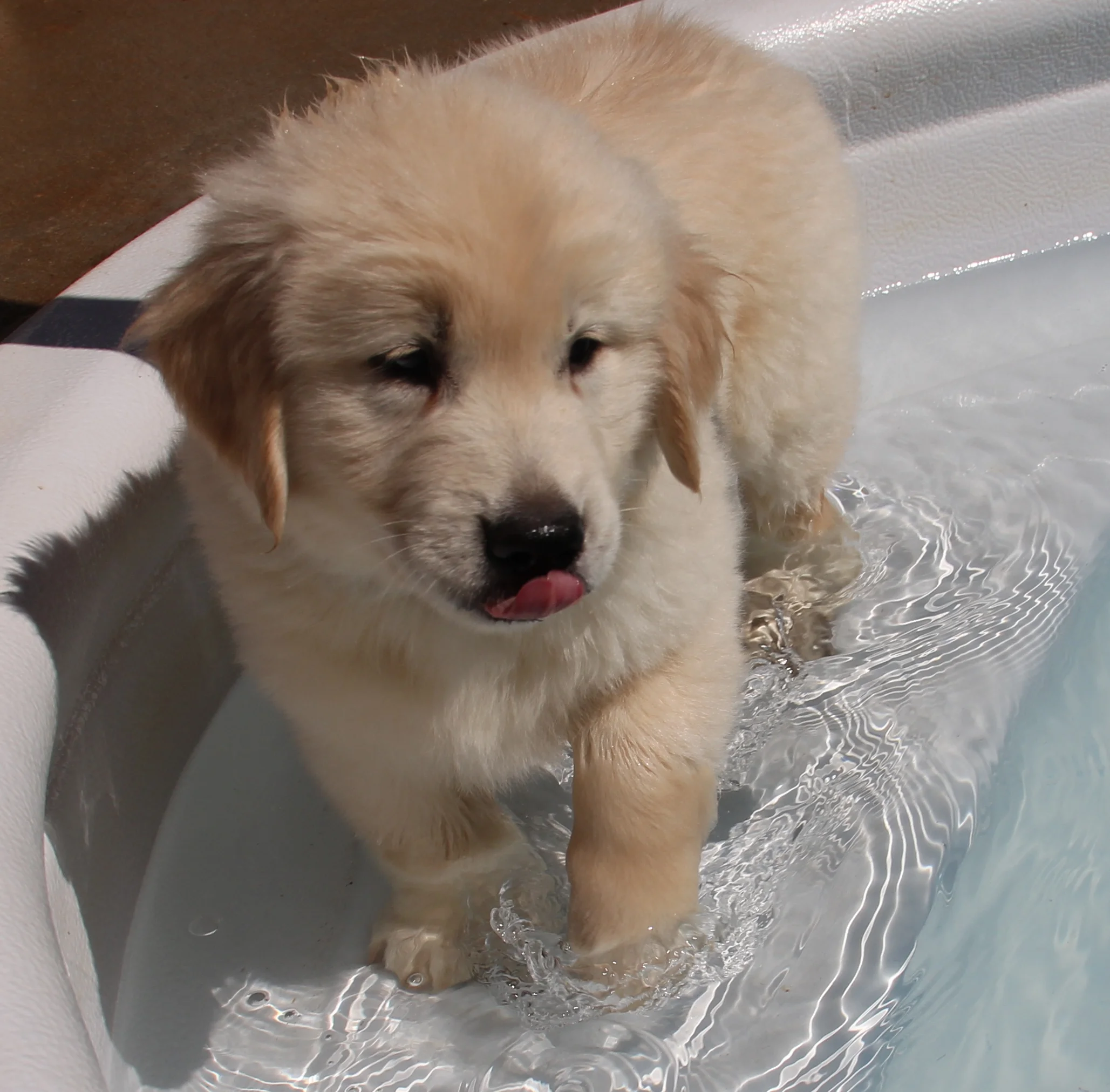 Jax wading in the pool