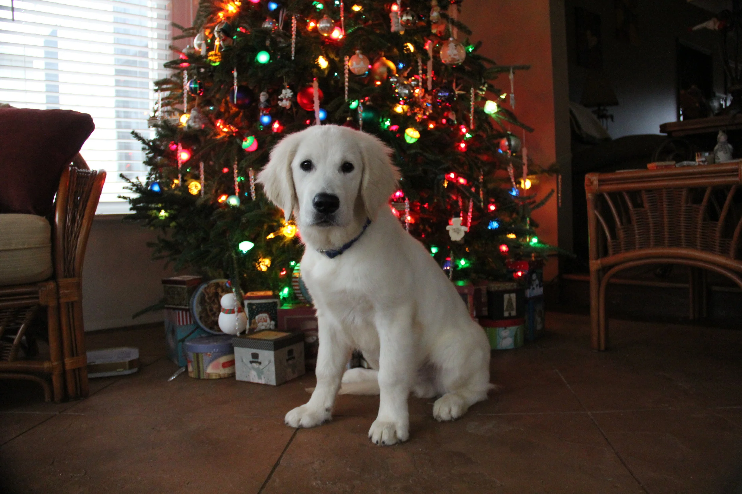 Merry Christmas Bo 2016