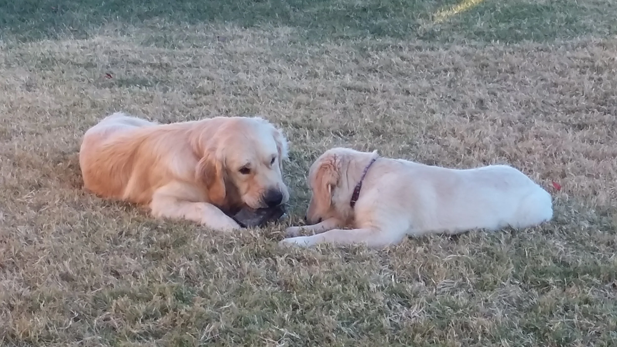 Finley & Ginger