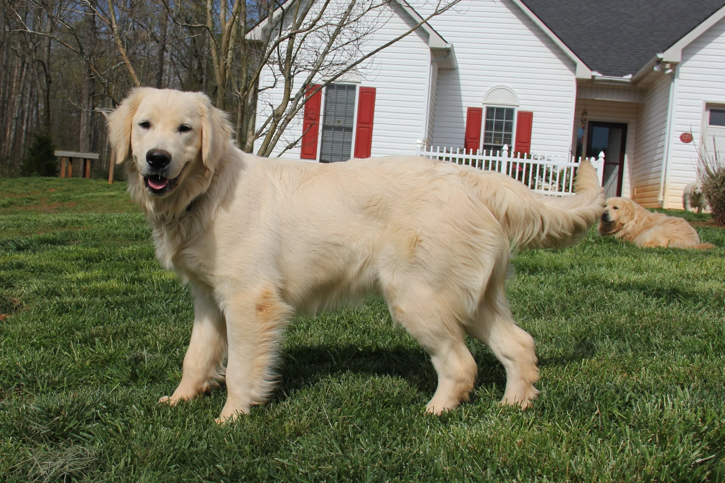 He has gotten to be a big boy, and he is very handsome. April 2017