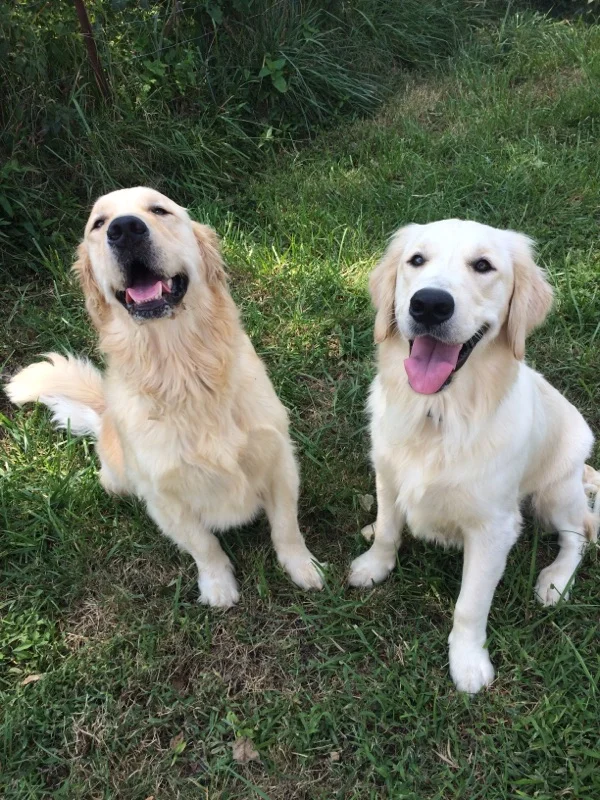Ginger on the right with her brother Finley 2016 (Bailey)