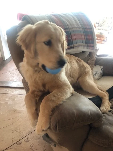 They sure love those balls and she is no exception 3-2019