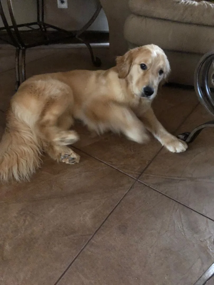 Bella being silly 3.-2019