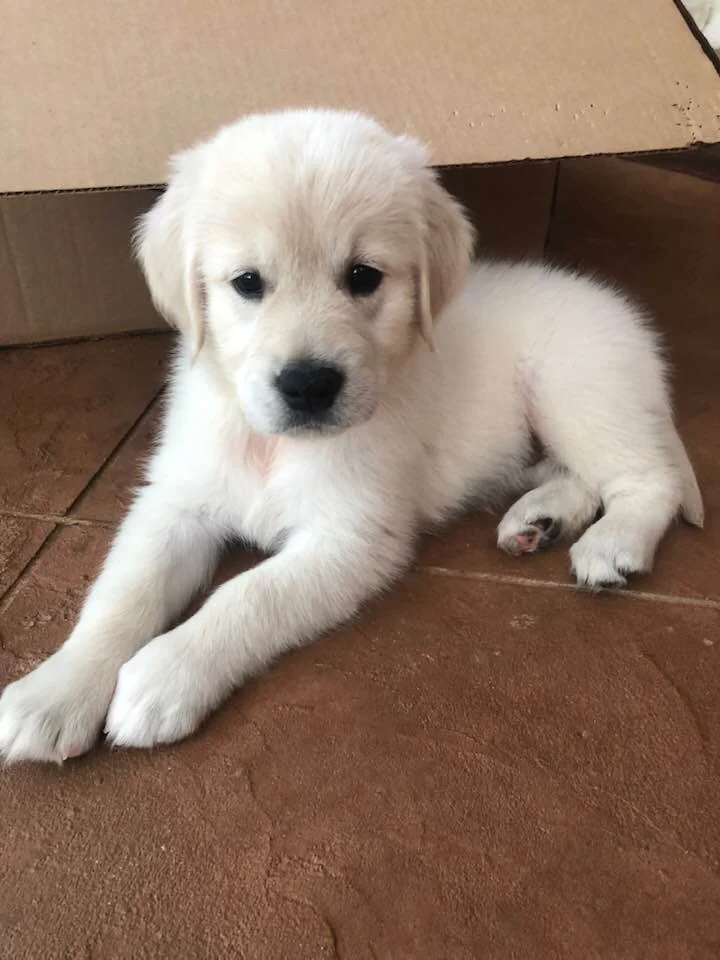 Meeka Rose 7/2019