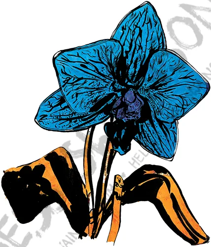 orchid banana 72 wm.jpg