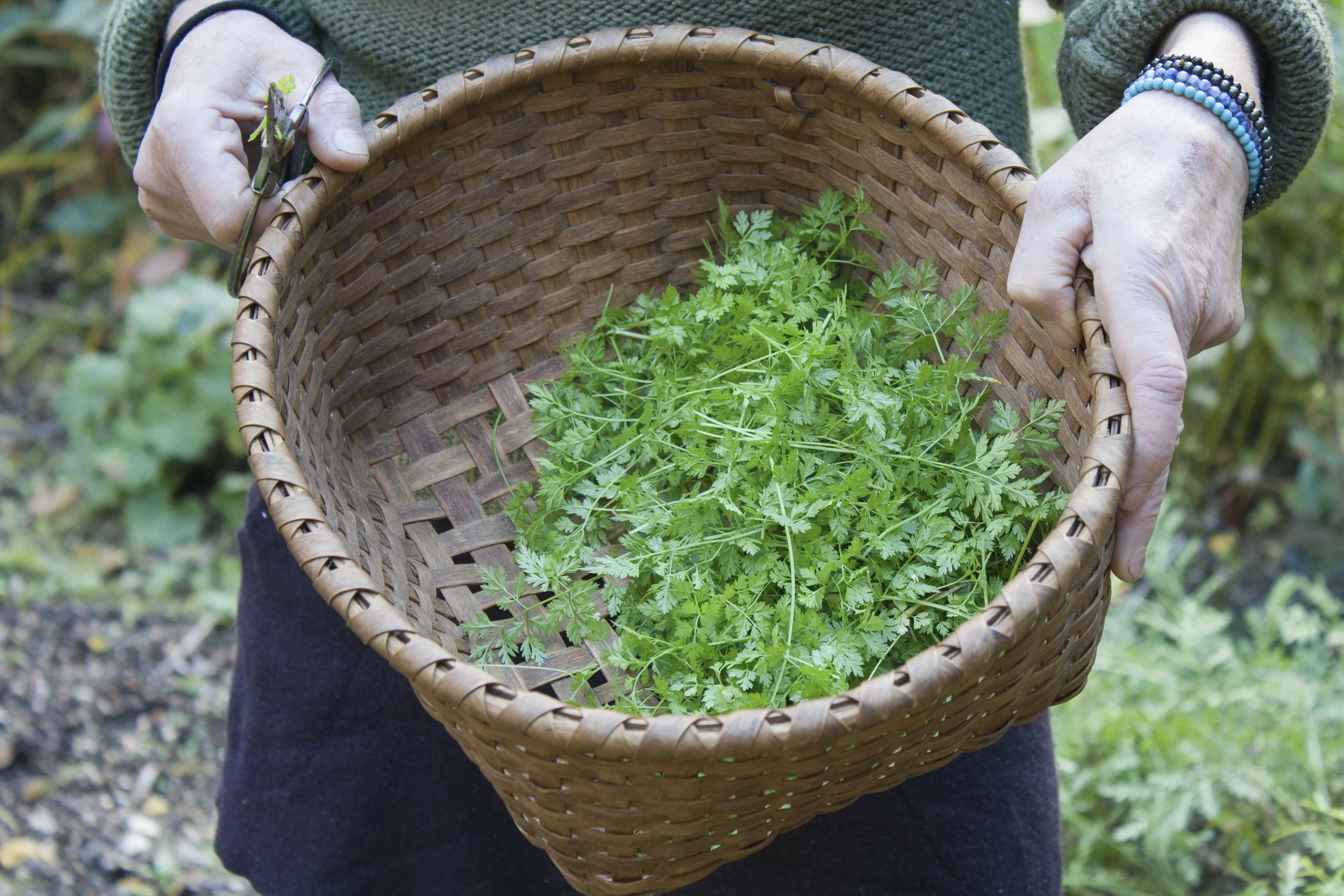 Herbal gleaning. 