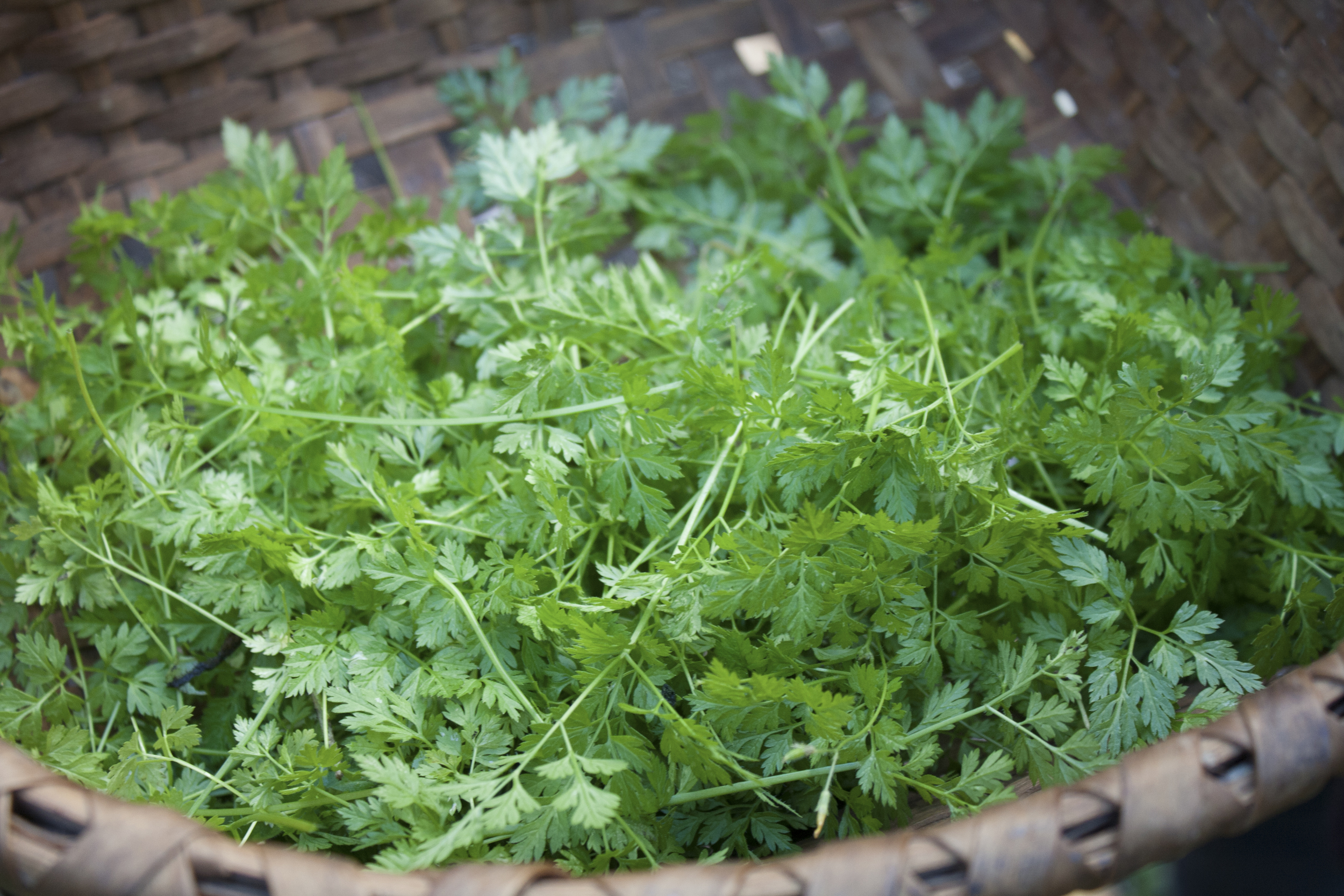 Our final basketful of beautiful chervil!&nbsp;A member of the parsley family, chervil will brighten our meal and aid digestion.&nbsp;