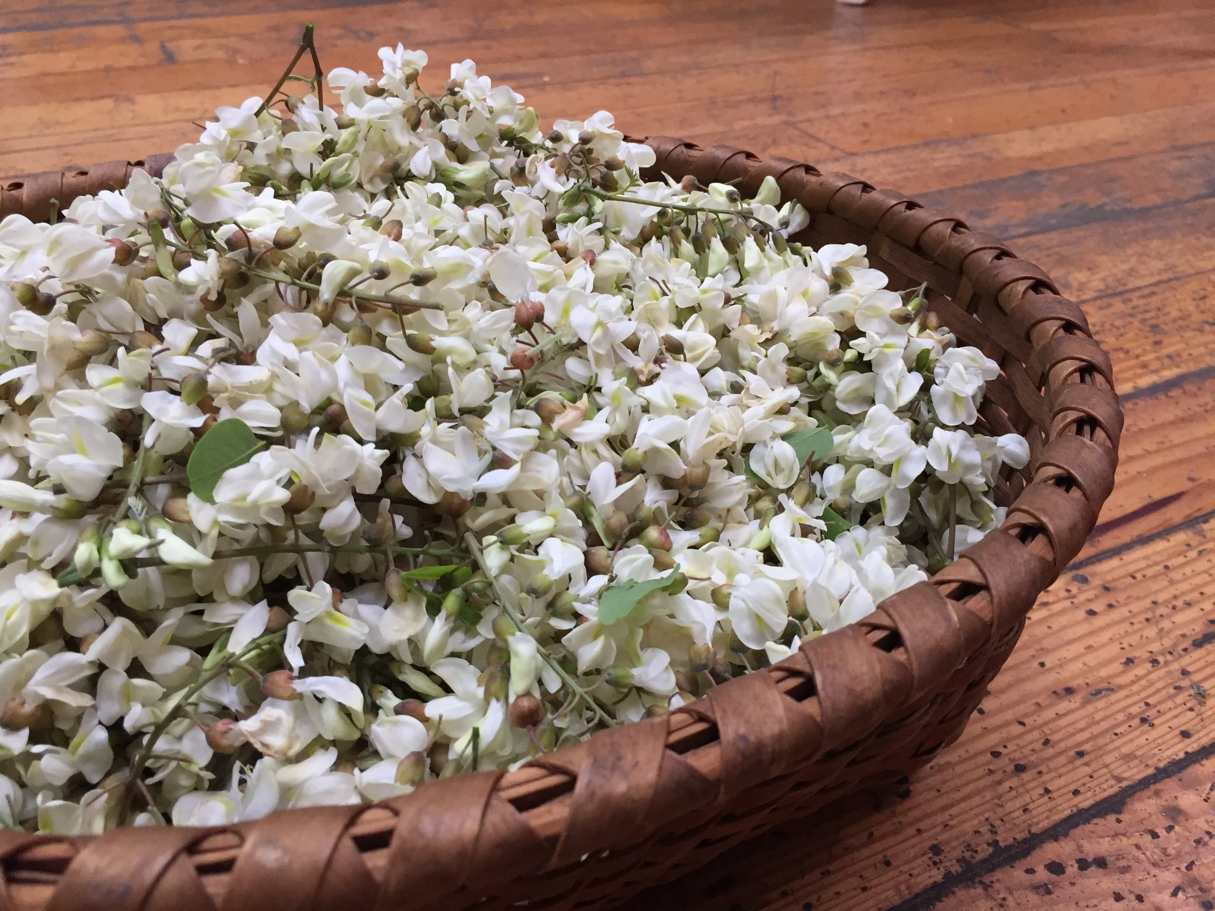 Locust Blossoms and Summer Giddiness