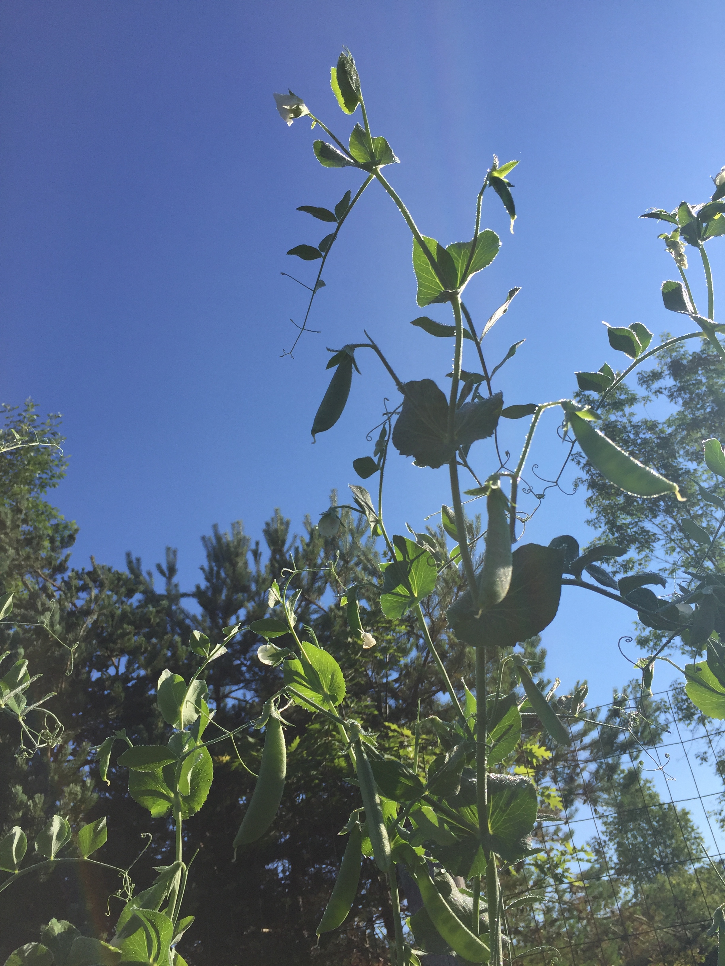 Fruition // Menu for Saturday, July 08, 2017