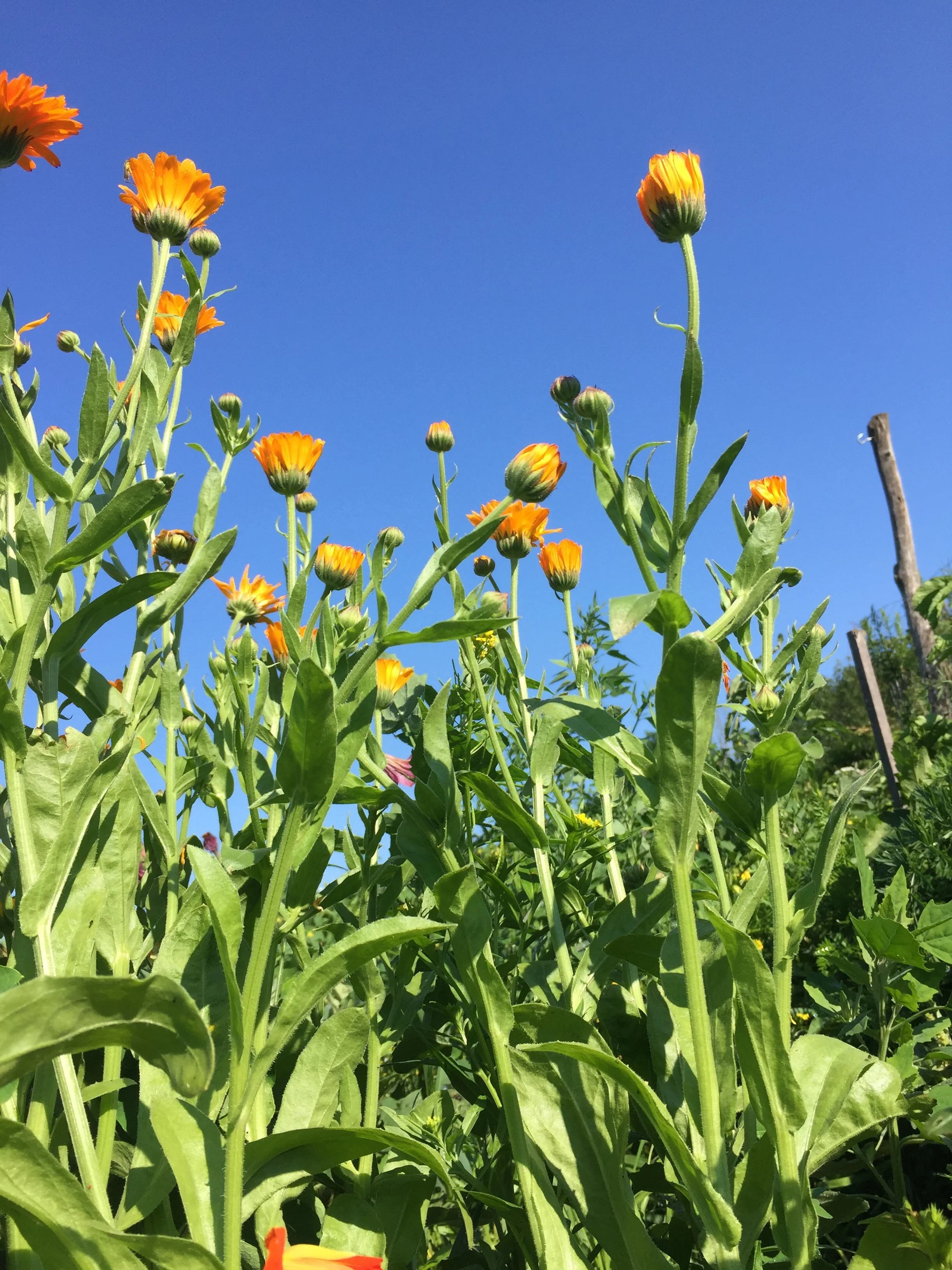 August Already! // Menu for Saturday, August 5, 2017