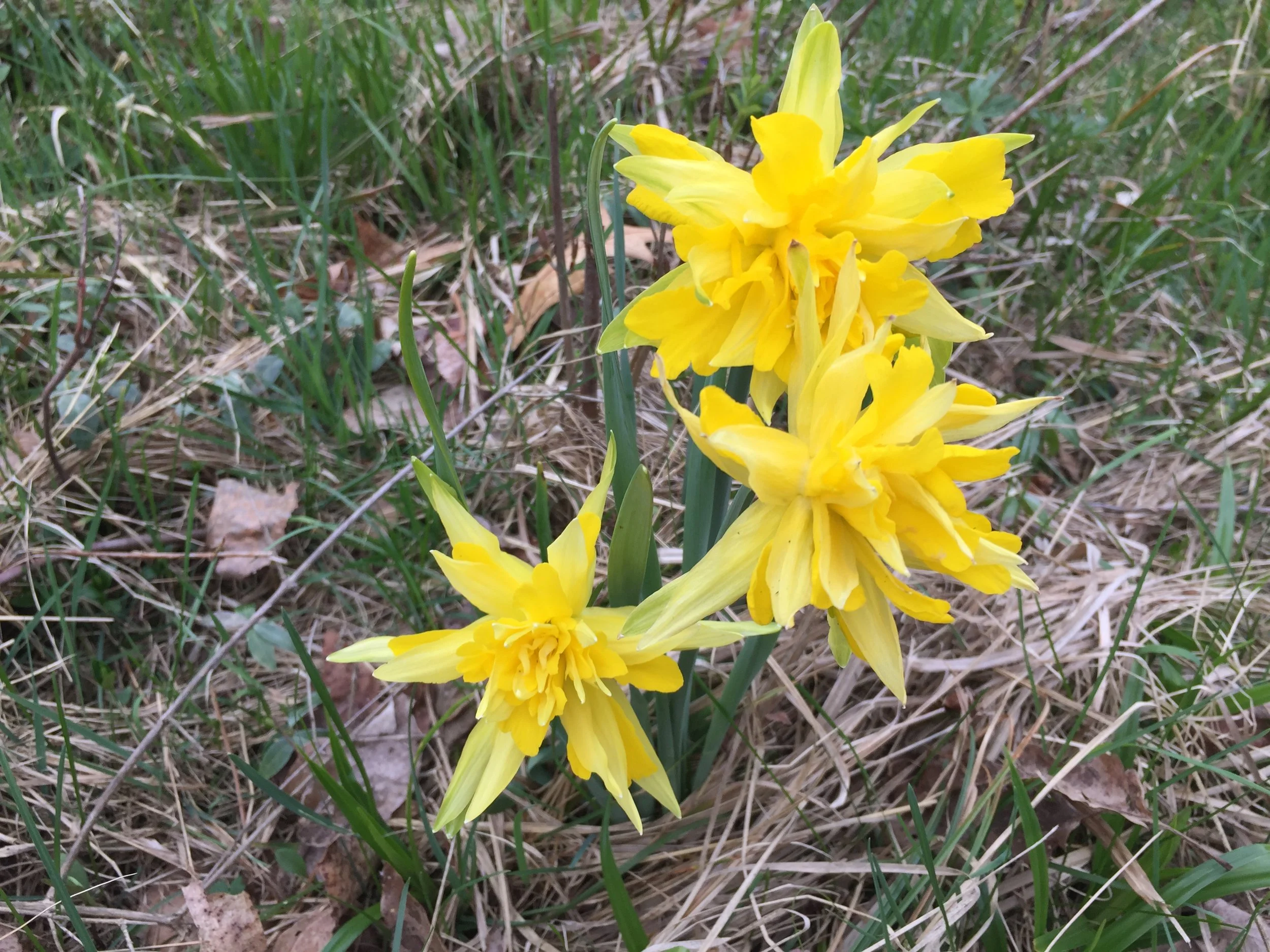 May Showers, May Flowers // Menu for Saturday, May 12