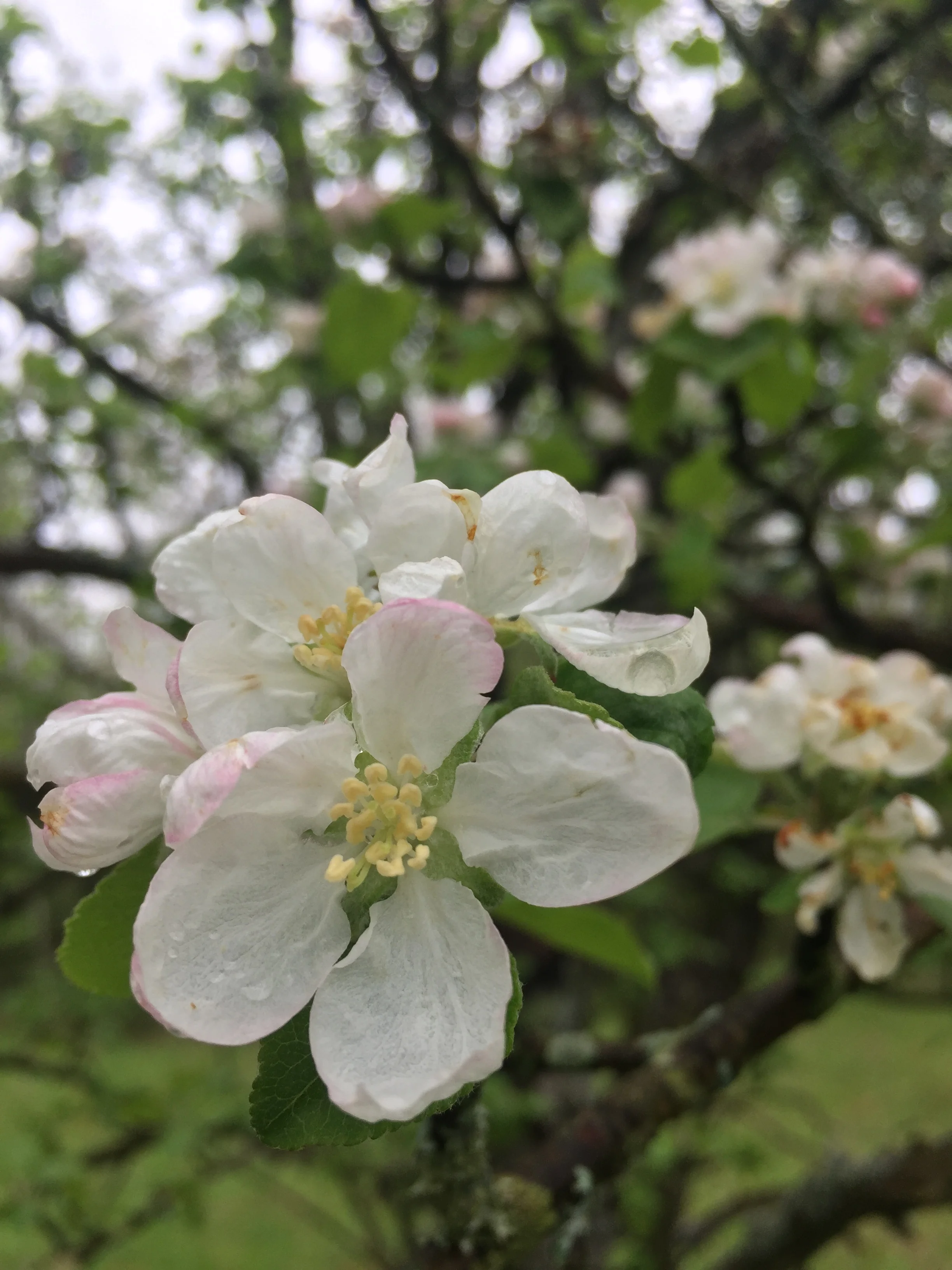 Menu for Saturday, May 19, 2018