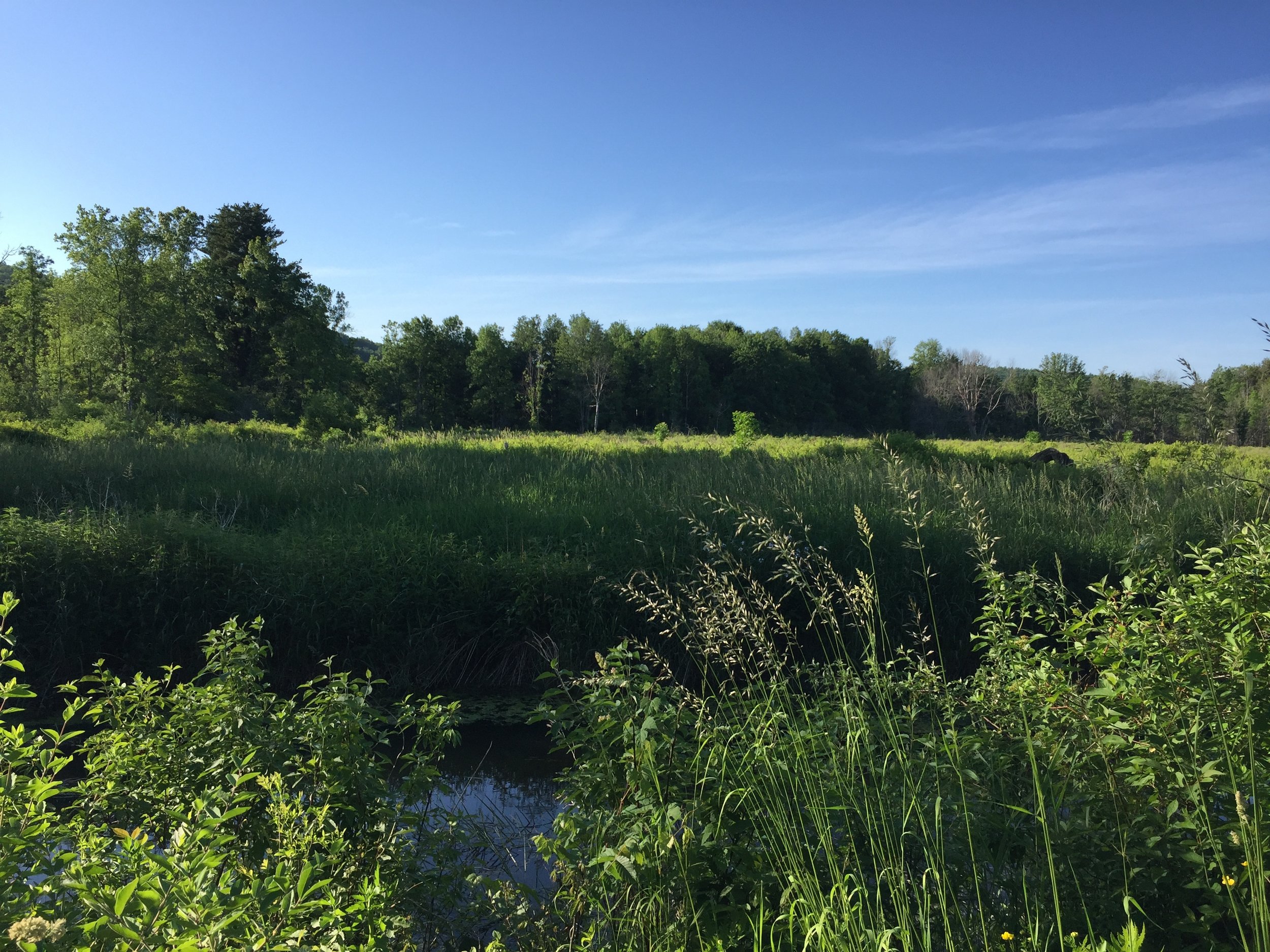 Summertime Sounds! // Menu for Saturday, May 26, 2018