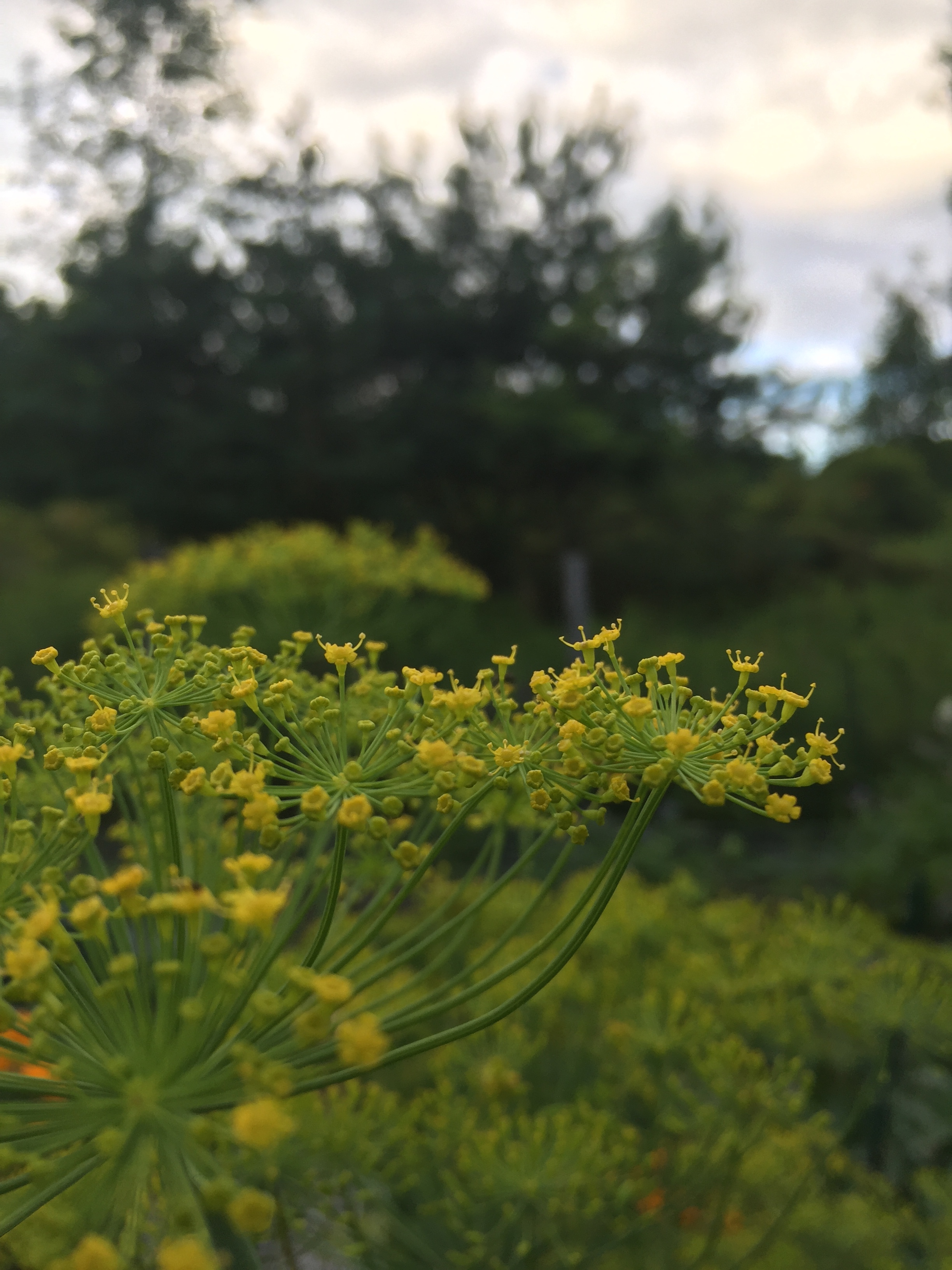 Menu for Tuesday, June 19, 2018