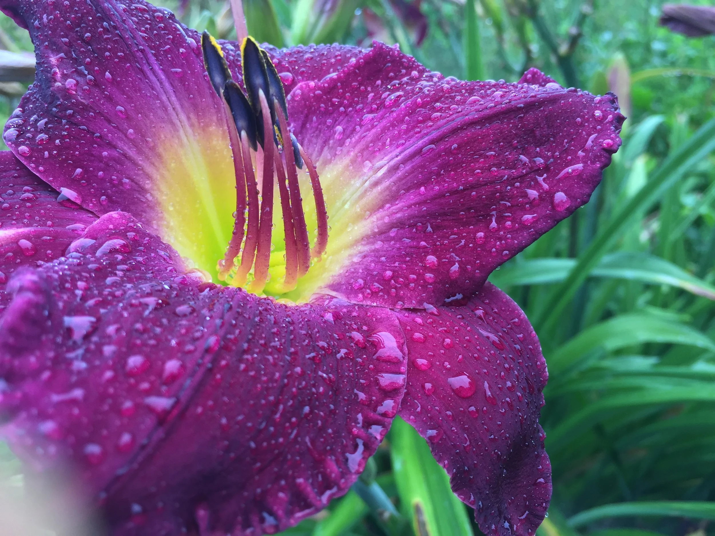 Menu for Tuesday, July 31, 2018